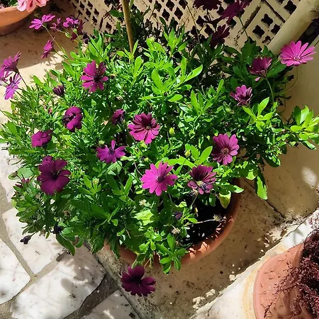 La Bouganville E Il Gelsomino Appartement Pietrasanta