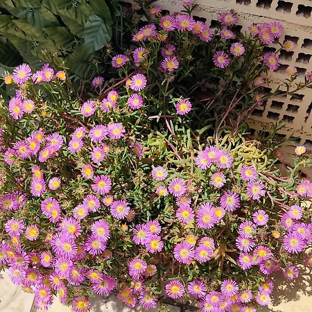 La Bouganville E Il Gelsomino Appartement *