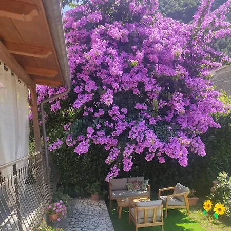 La Bouganville E Il Gelsomino *