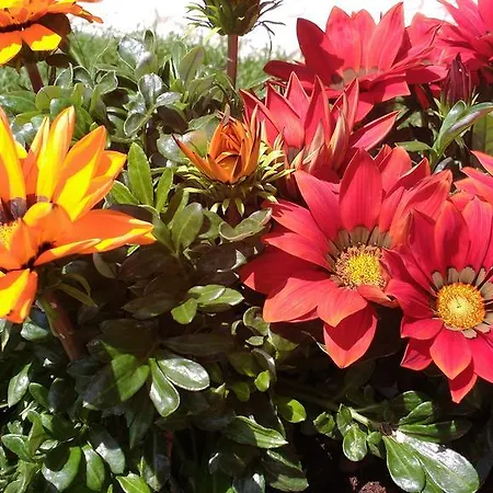 Appartement La Bouganville E Il Gelsomino